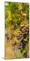 Washington State, Mattawa. Cabernet Franc Grapes-Richard Duval-Mounted Photographic Print