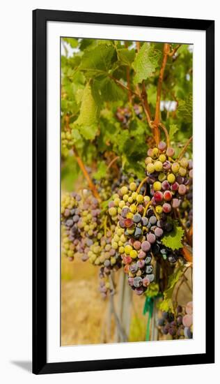 Washington State, Mattawa. Cabernet Franc Grapes-Richard Duval-Framed Photographic Print