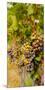 Washington State, Mattawa. Cabernet Franc Grapes-Richard Duval-Mounted Photographic Print