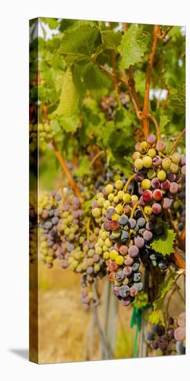 Washington State, Mattawa. Cabernet Franc Grapes-Richard Duval-Stretched Canvas