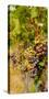 Washington State, Mattawa. Cabernet Franc Grapes-Richard Duval-Stretched Canvas