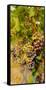 Washington State, Mattawa. Cabernet Franc Grapes-Richard Duval-Framed Stretched Canvas