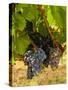 Washington State, Mattawa. Cabernet Franc Grapes-Richard Duval-Stretched Canvas