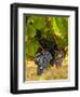 Washington State, Mattawa. Cabernet Franc Grapes-Richard Duval-Framed Photographic Print