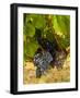 Washington State, Mattawa. Cabernet Franc Grapes-Richard Duval-Framed Photographic Print