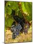 Washington State, Mattawa. Cabernet Franc Grapes-Richard Duval-Mounted Photographic Print