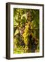 Washington State, Mattawa. Cabernet Franc Grapes-Richard Duval-Framed Photographic Print