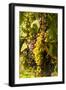 Washington State, Mattawa. Cabernet Franc Grapes-Richard Duval-Framed Photographic Print