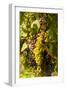 Washington State, Mattawa. Cabernet Franc Grapes-Richard Duval-Framed Photographic Print