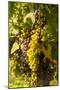 Washington State, Mattawa. Cabernet Franc Grapes-Richard Duval-Mounted Photographic Print