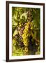 Washington State, Mattawa. Cabernet Franc Grapes-Richard Duval-Framed Photographic Print