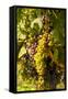 Washington State, Mattawa. Cabernet Franc Grapes-Richard Duval-Framed Stretched Canvas