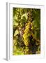 Washington State, Mattawa. Cabernet Franc Grapes-Richard Duval-Framed Photographic Print