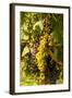 Washington State, Mattawa. Cabernet Franc Grapes-Richard Duval-Framed Photographic Print