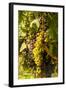 Washington State, Mattawa. Cabernet Franc Grapes-Richard Duval-Framed Photographic Print