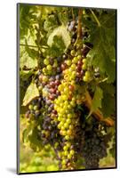 Washington State, Mattawa. Cabernet Franc Grapes-Richard Duval-Mounted Photographic Print