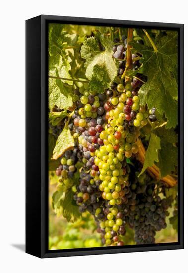 Washington State, Mattawa. Cabernet Franc Grapes-Richard Duval-Framed Stretched Canvas