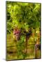 Washington State, Mattawa. Grenache Grapes-Richard Duval-Mounted Photographic Print