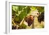 Washington State, Mattawa. Merlot Grapes-Richard Duval-Framed Photographic Print