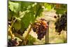 Washington State, Mattawa. Merlot Grapes-Richard Duval-Mounted Photographic Print