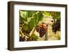 Washington State, Mattawa. Merlot Grapes-Richard Duval-Framed Photographic Print