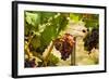 Washington State, Mattawa. Merlot Grapes-Richard Duval-Framed Photographic Print