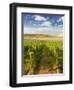 Washington State, Mattawa. Vineyard on the Wahluke Slope-Richard Duval-Framed Photographic Print