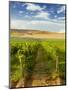 Washington State, Mattawa. Vineyard on the Wahluke Slope-Richard Duval-Mounted Photographic Print