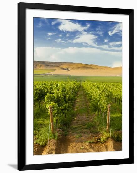 Washington State, Mattawa. Vineyard on the Wahluke Slope-Richard Duval-Framed Premium Photographic Print