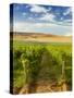 Washington State, Mattawa. Vineyard on the Wahluke Slope-Richard Duval-Stretched Canvas