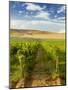 Washington State, Mattawa. Vineyard on the Wahluke Slope-Richard Duval-Mounted Photographic Print