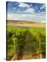 Washington State, Mattawa. Vineyard on the Wahluke Slope-Richard Duval-Stretched Canvas