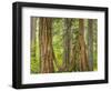 Washington State, Millersylvainia State Park. Odd Shape of Western Red Cedar Tree-Jaynes Gallery-Framed Photographic Print