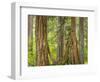 Washington State, Millersylvainia State Park. Odd Shape of Western Red Cedar Tree-Jaynes Gallery-Framed Photographic Print