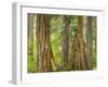 Washington State, Millersylvainia State Park. Odd Shape of Western Red Cedar Tree-Jaynes Gallery-Framed Photographic Print