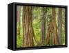 Washington State, Millersylvainia State Park. Odd Shape of Western Red Cedar Tree-Jaynes Gallery-Framed Stretched Canvas