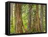 Washington State, Millersylvainia State Park. Odd Shape of Western Red Cedar Tree-Jaynes Gallery-Framed Stretched Canvas