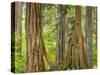 Washington State, Millersylvainia State Park. Odd Shape of Western Red Cedar Tree-Jaynes Gallery-Stretched Canvas