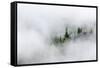 Washington State, Mount Rainier National Park. Fir trees in clouds-Jamie & Judy Wild-Framed Stretched Canvas
