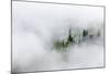 Washington State, Mount Rainier National Park. Fir trees in clouds-Jamie & Judy Wild-Mounted Photographic Print