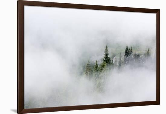 Washington State, Mount Rainier National Park. Fir trees in clouds-Jamie & Judy Wild-Framed Photographic Print