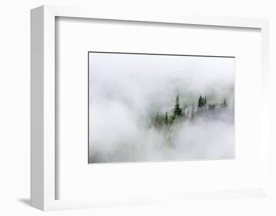 Washington State, Mount Rainier National Park. Fir trees in clouds-Jamie & Judy Wild-Framed Photographic Print