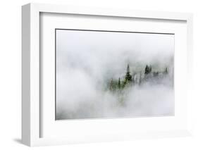 Washington State, Mount Rainier National Park. Fir trees in clouds-Jamie & Judy Wild-Framed Photographic Print