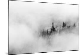 Washington State, Mount Rainier National Park. Fir trees in clouds-Jamie & Judy Wild-Mounted Photographic Print