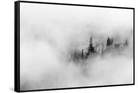 Washington State, Mount Rainier National Park. Fir trees in clouds-Jamie & Judy Wild-Framed Stretched Canvas