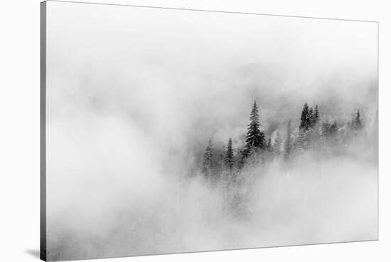 Washington State, Mount Rainier National Park. Fir trees in clouds-Jamie & Judy Wild-Stretched Canvas