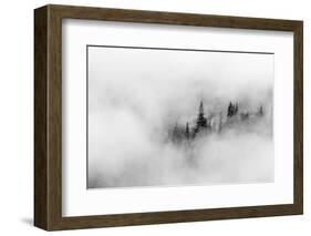 Washington State, Mount Rainier National Park. Fir trees in clouds-Jamie & Judy Wild-Framed Photographic Print