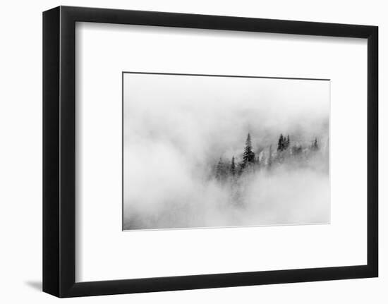 Washington State, Mount Rainier National Park. Fir trees in clouds-Jamie & Judy Wild-Framed Photographic Print