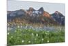 Washington State, Mount Rainier National Park, Tatoosh Range and Wildflowers-Jamie & Judy Wild-Mounted Premium Photographic Print