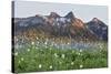 Washington State, Mount Rainier National Park, Tatoosh Range and Wildflowers-Jamie & Judy Wild-Stretched Canvas